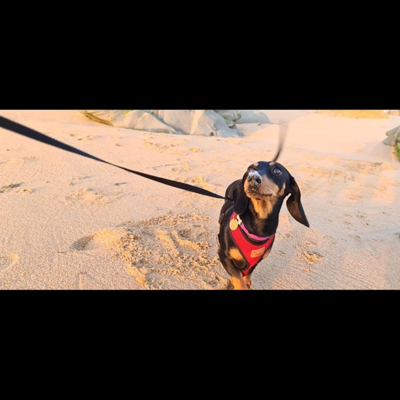 Meet your Posher, Anna - Picture 3 of 3